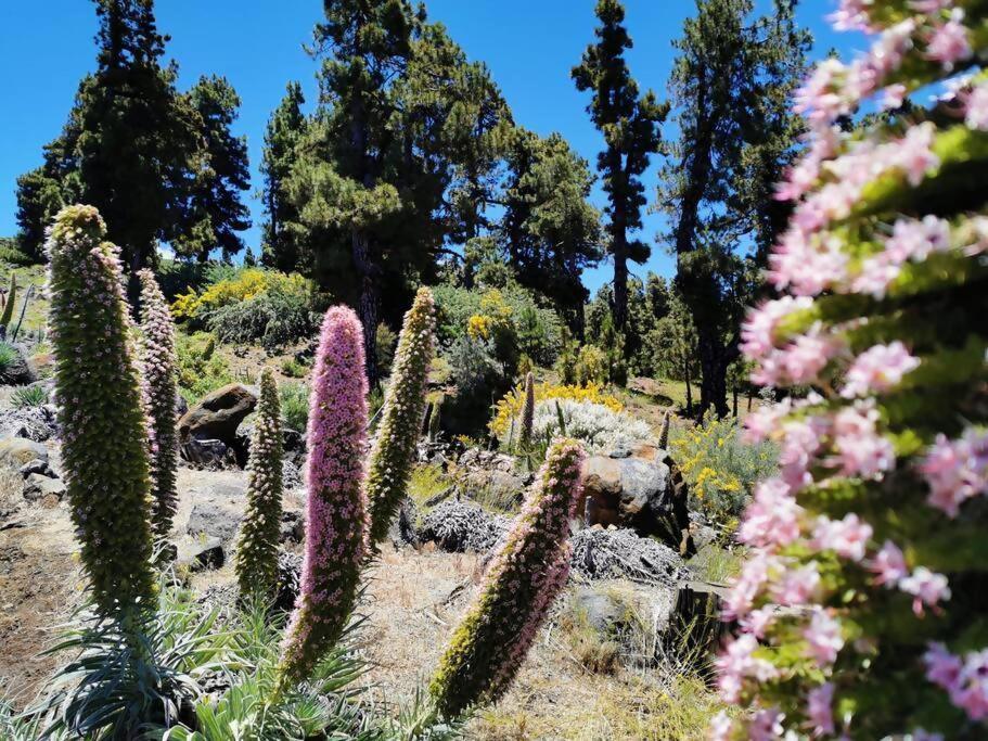 La Terraza De Juana Villa Santa Cruz de la Palma  Dış mekan fotoğraf